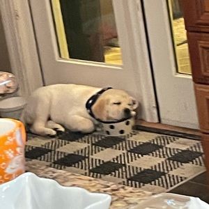 Meet your Posher, Michael